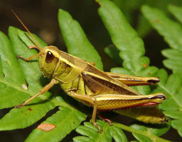 Agrotechnical measures needed to prevent invasion of locusts from Iran to Azerbaijan