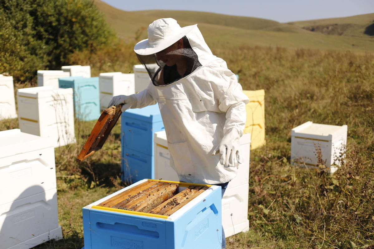 Beekeepers to be allocated $3m in subsidies [PHOTO]
