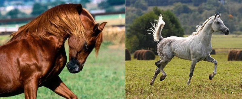 Azerbaijani horses. Incredible grace, power and beauty!