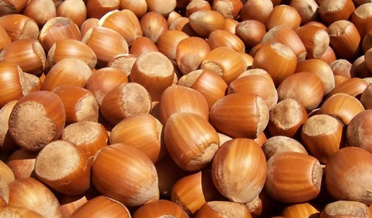 Georgia expects rich hazelnut harvest