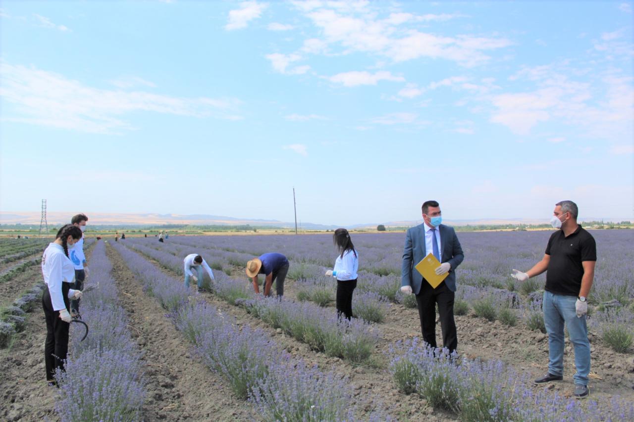 Small and Medium Business Development Agency helps farmers in Gabala