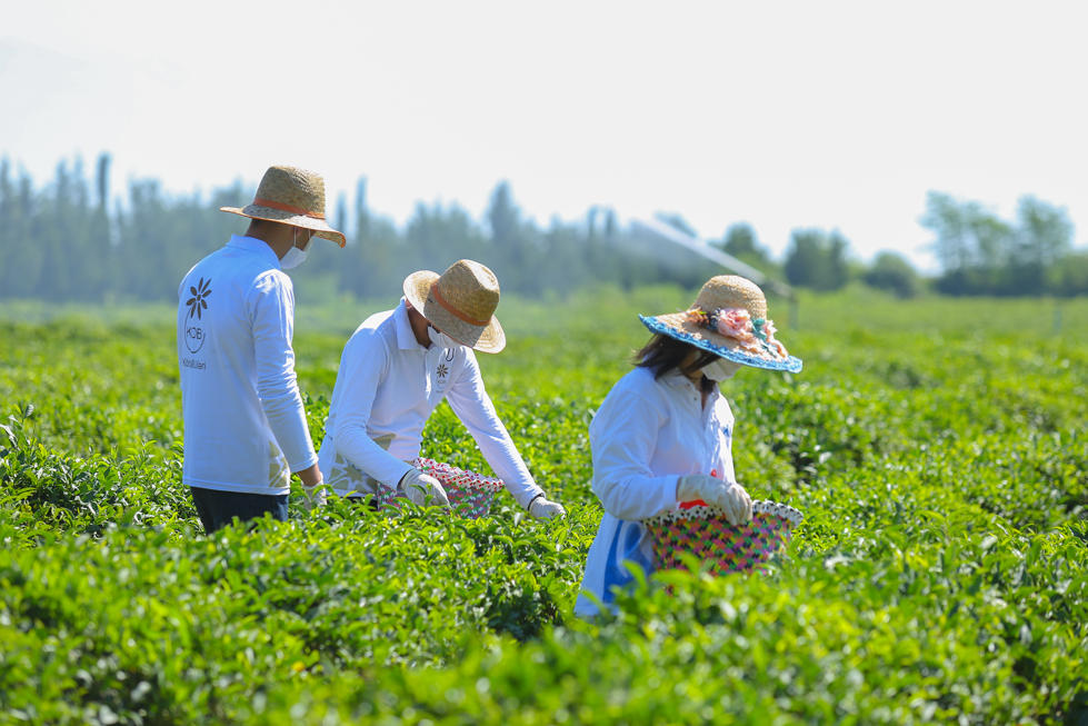 Small and Medium Business Development Agency helps farmers in Lankaran