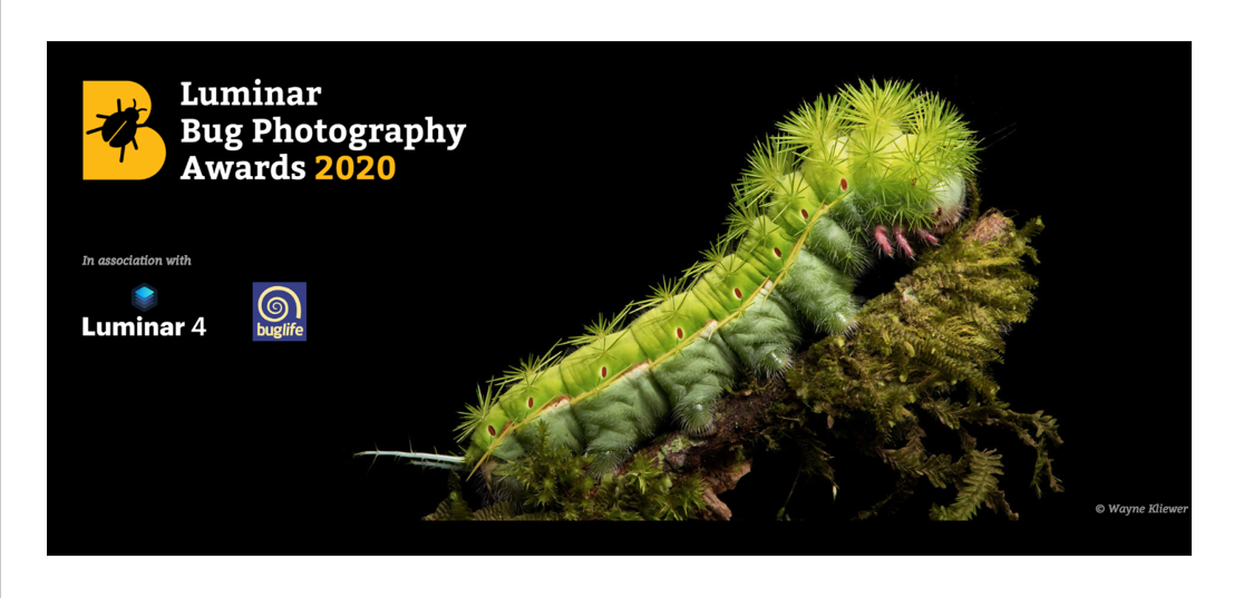 Luminar Bug Photography Awards invites talented photographers