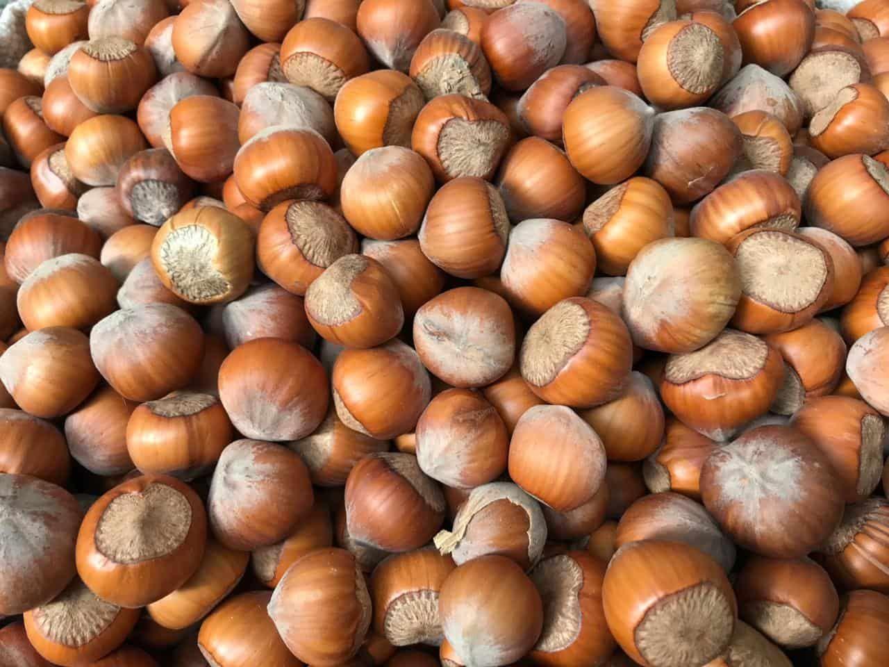Azerbaijan to increase export of hazelnuts