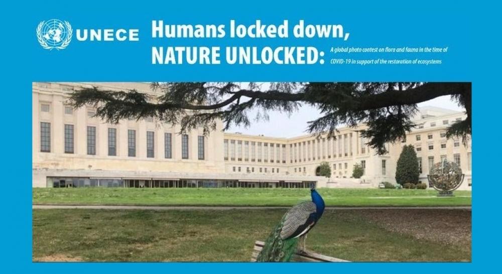 UNECE announces global photo contest on flora and fauna
