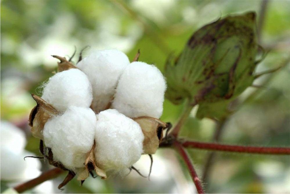 Globally competitive cotton varieties created in Azerbaijan