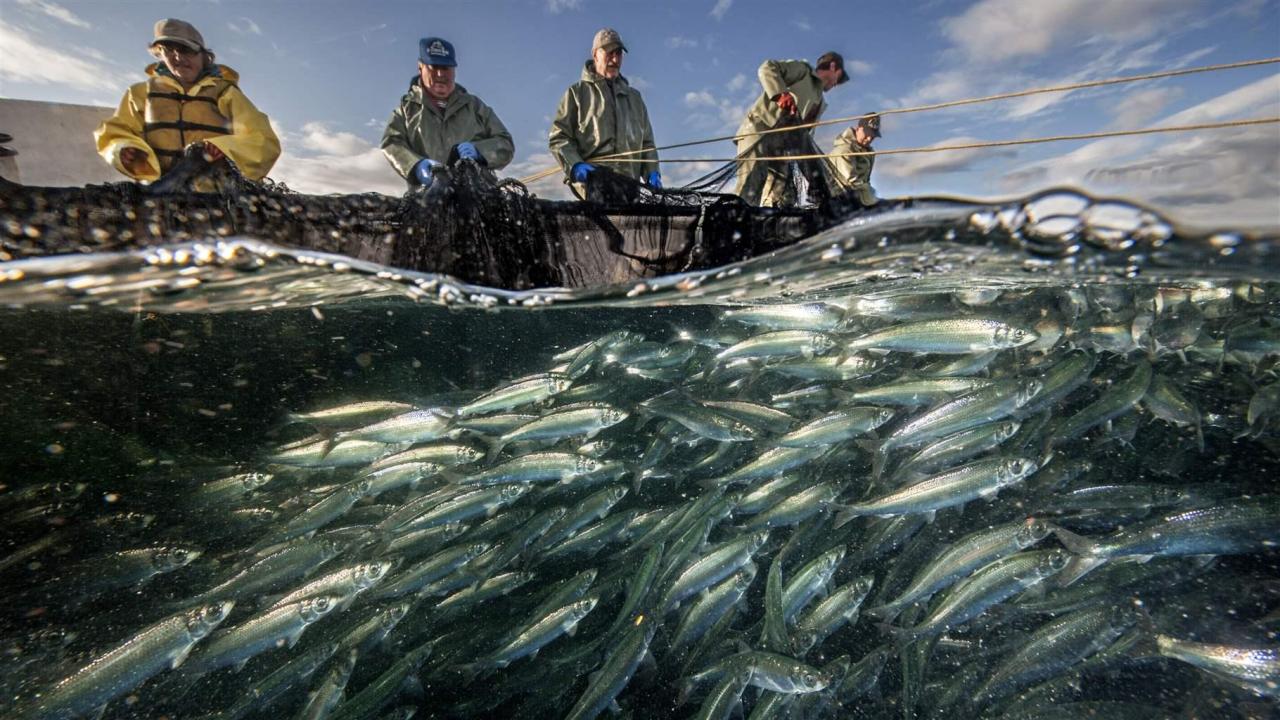 Country’s fishing season opens tomorrow