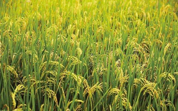 Azerbaijan more than triples five-year production of brown rice