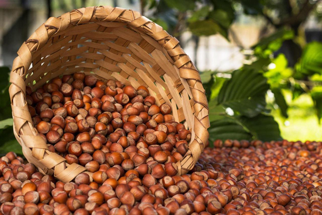 Georgia reveals volume of hazelnuts exported to Azerbaijan