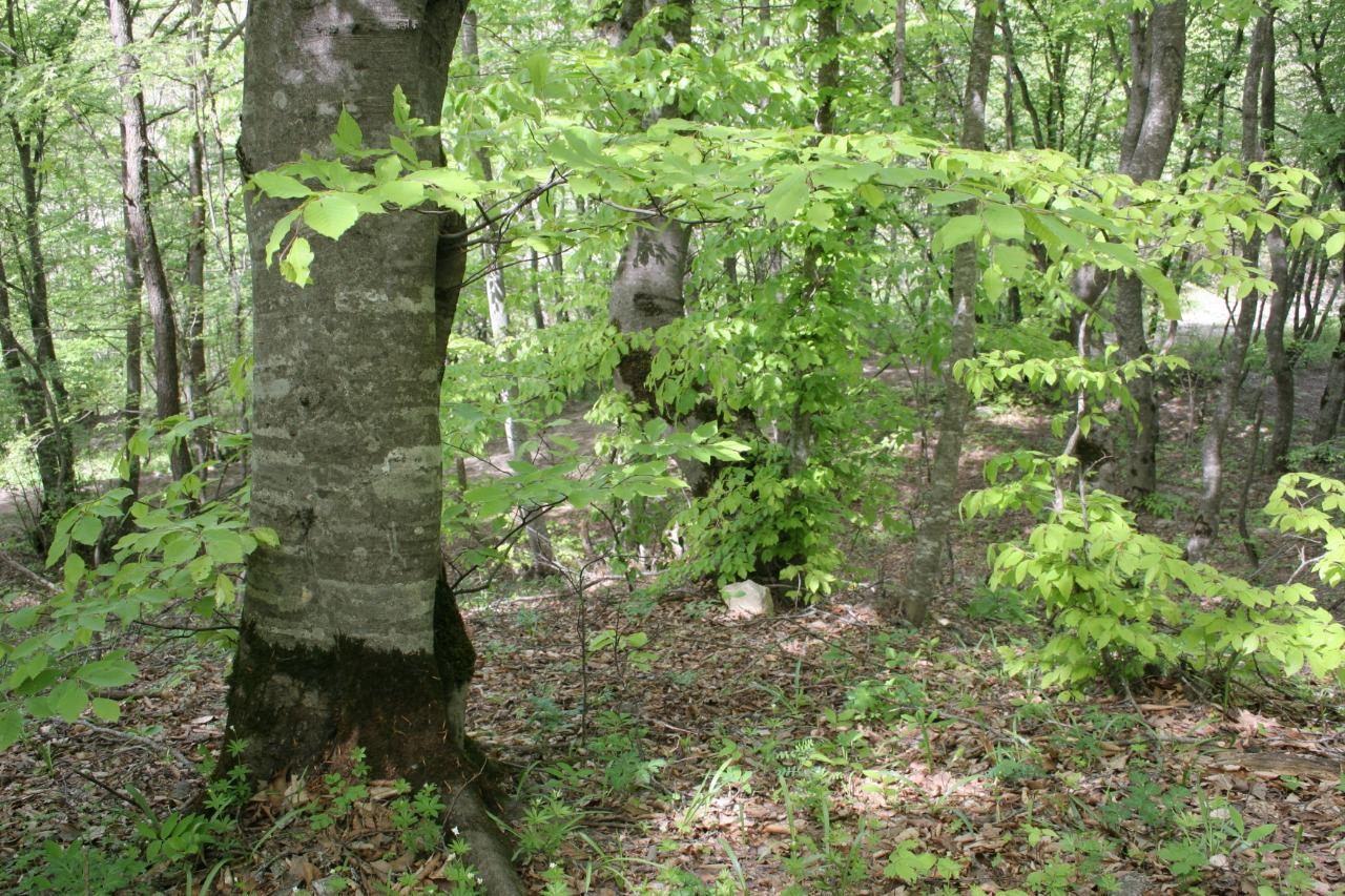 Ministry of Ecology: Armenia commits environmental terror against Azerbaijan [PHOTO]