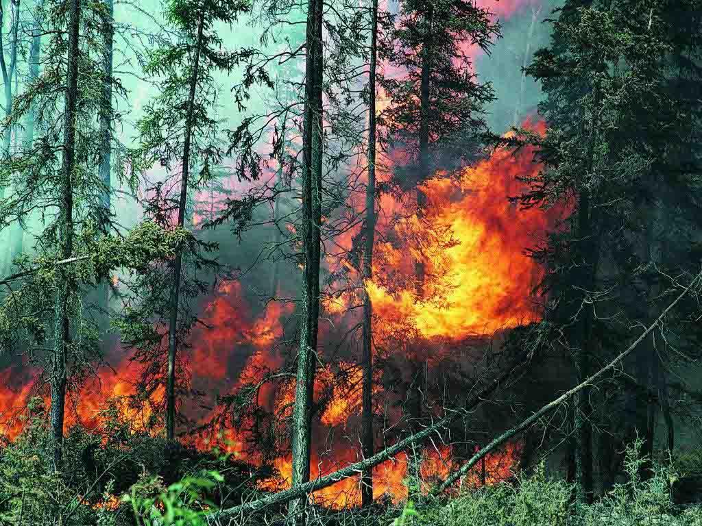 Azerbaijan's Ombudsman appeals to int'l organizations over Armenian eco-terrorism
