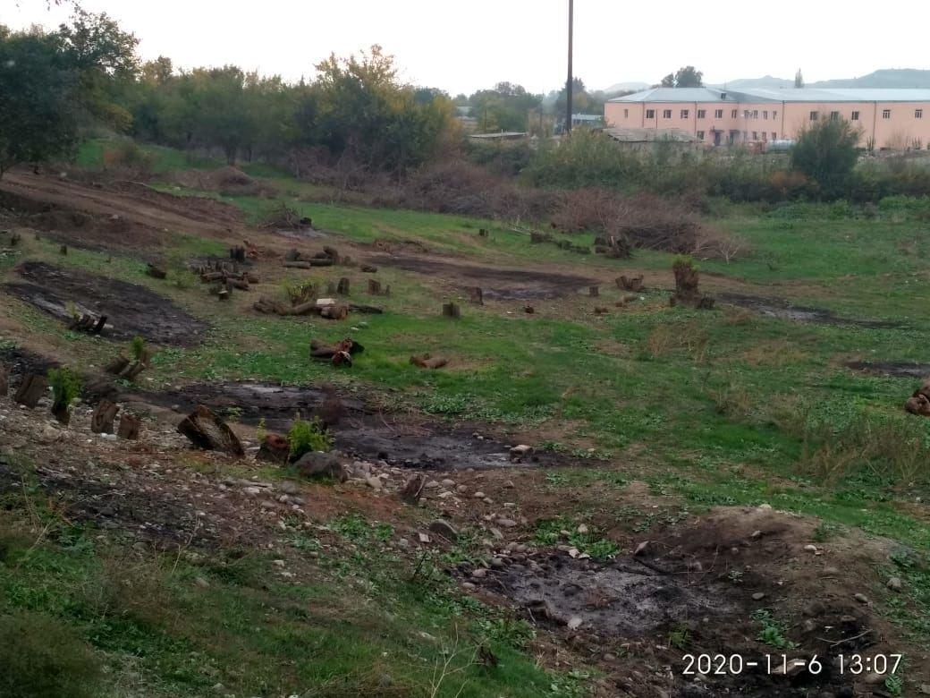 Armenians destroyed thousand-year-old trees on liberated Azerbaijani lands [PHOTO]