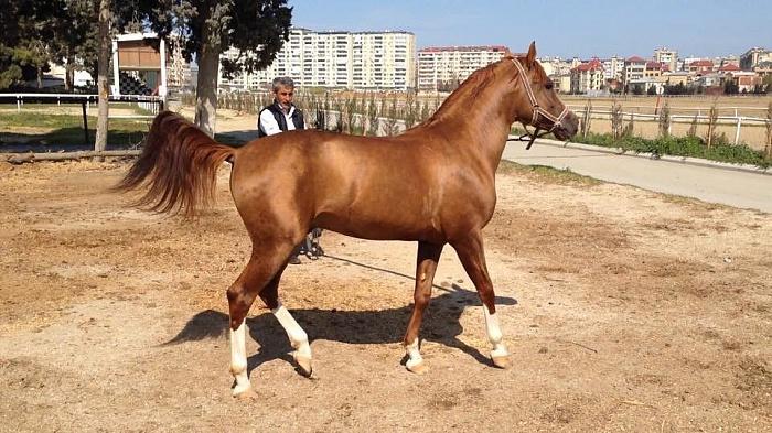 Film about Karabakh horses to be released next year [PHOTO]