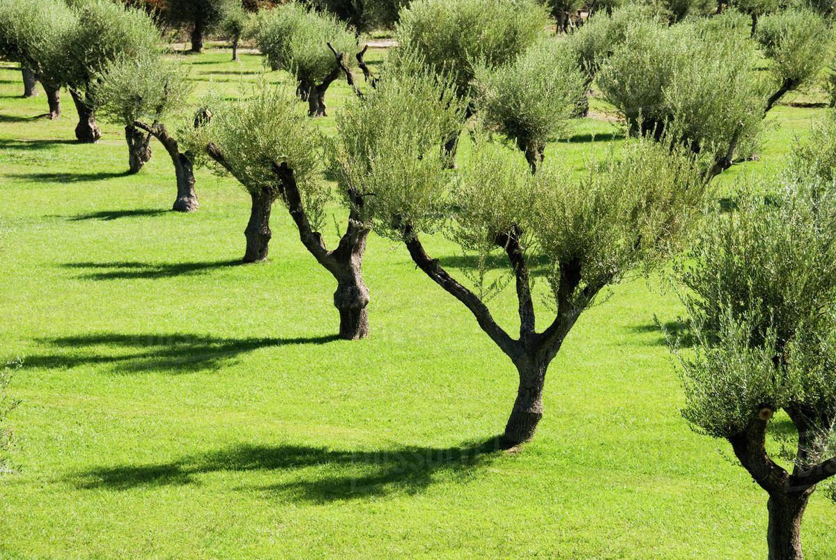 TAP starts replanting olive trees back to their original locations