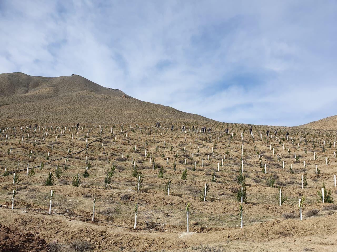 Azerbaijan plants oriental plane trees in liberated Zangilan district