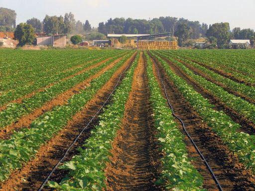 Payment of subsidies to farmers to start in December - Azerbaijan's Agriculture Ministry