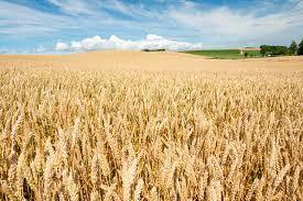 Azerbaijan approves new quality standard for wheat
