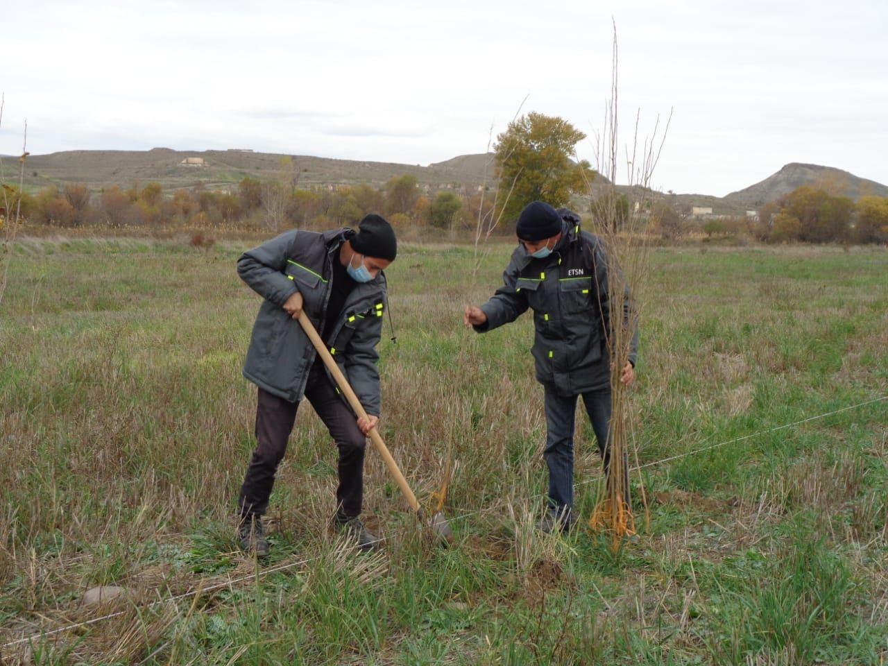 Tree-planting campaign continues in Azerbaijan's Gubadli [PHOTO] - Gallery Image