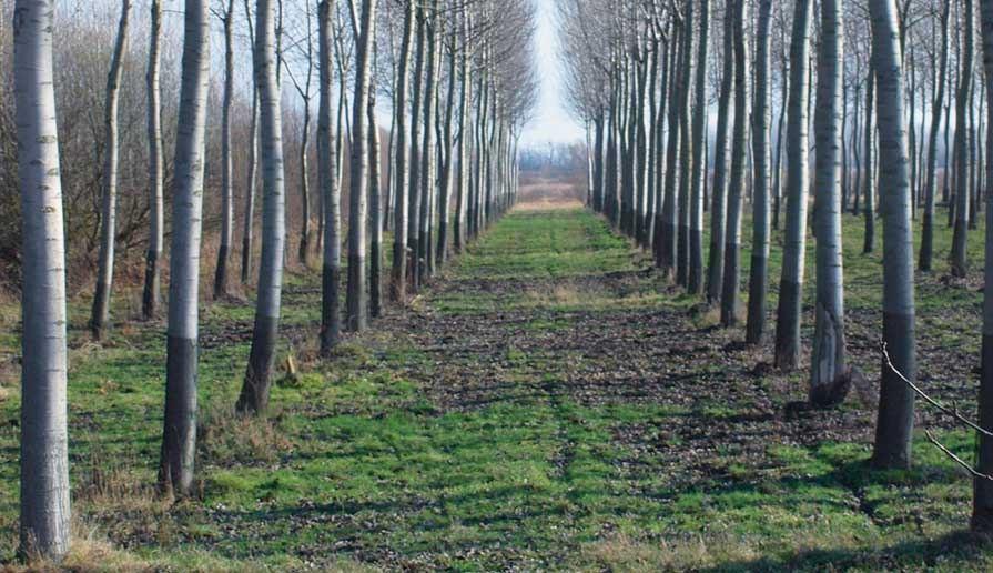 Uzbekistan to attract carbon credits to create forest plantations