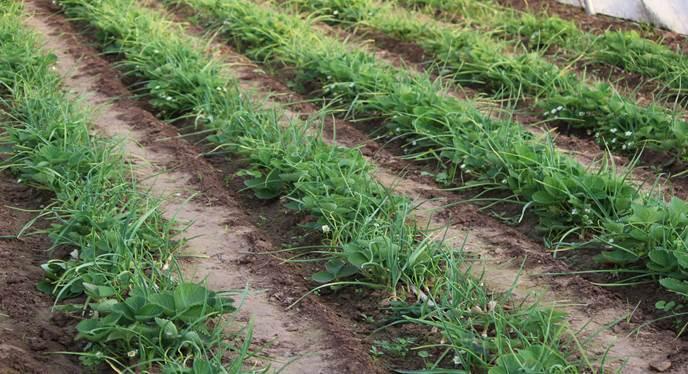 Azerbaijan reveals percentage of plowed fall crop areas