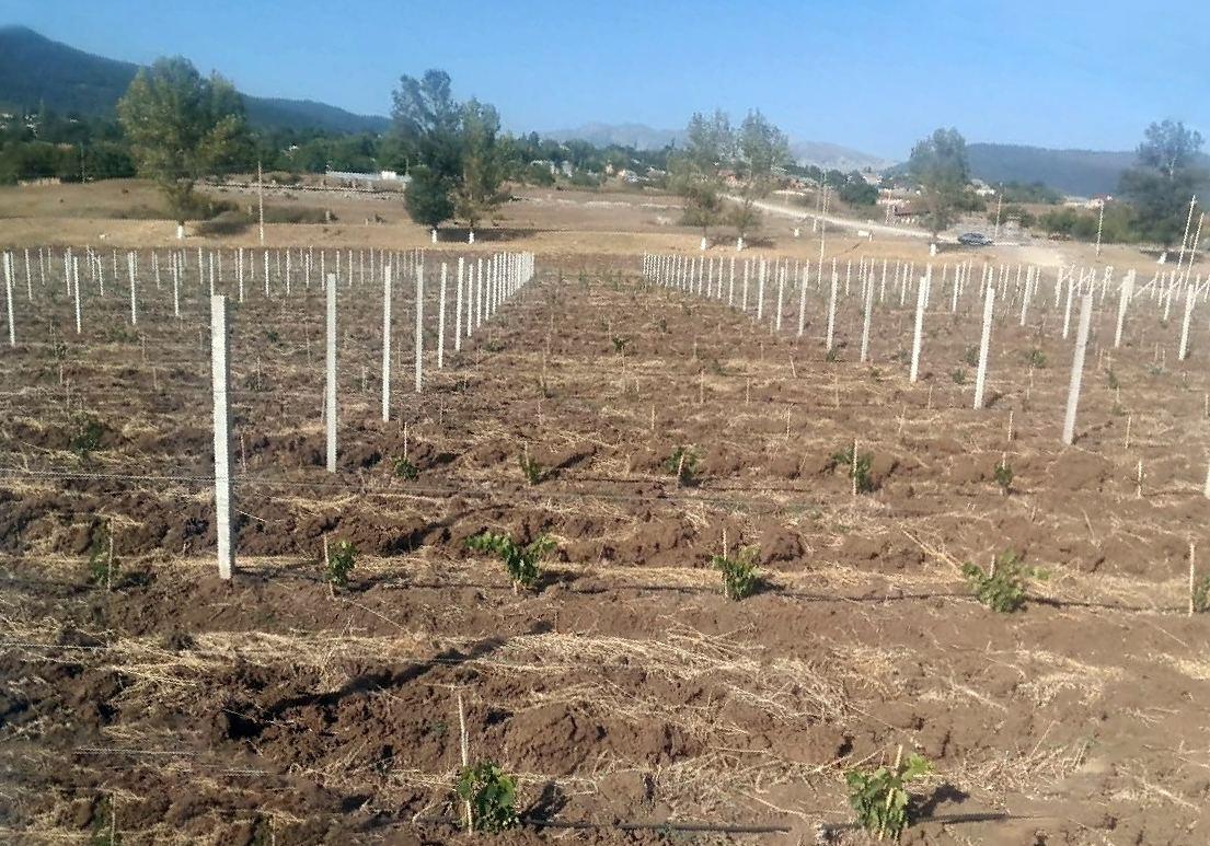 Azerbaijan planting fruit trees for low-income families within Social Gardens project [PHOTO]