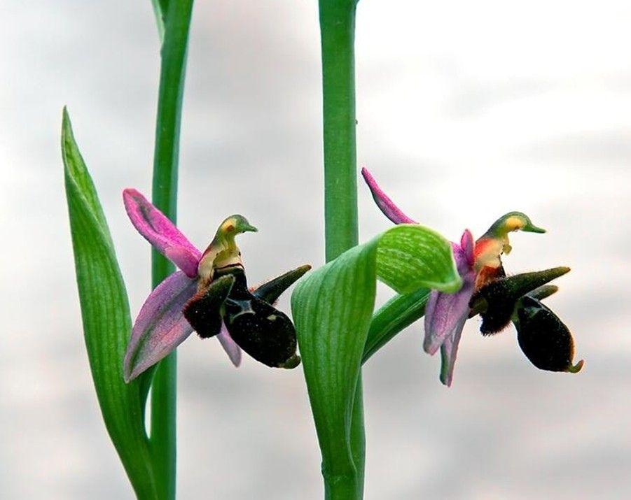 Khari Bulbul flower presented to botanical garden in Prague [PHOTO]