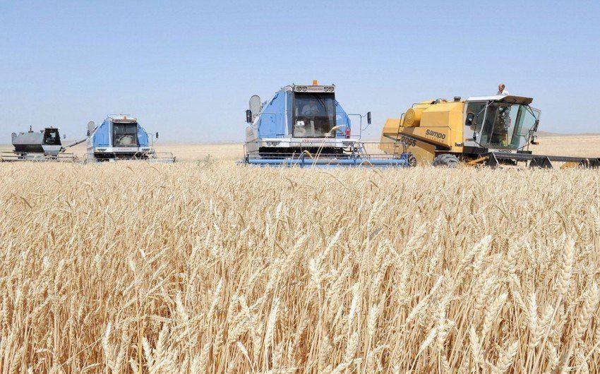 Azerbaijan begins grain sowing in liberated Aghdam