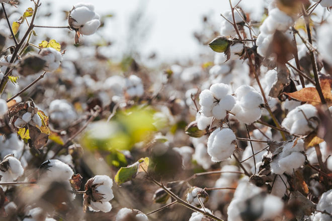 Cotton yield increases in Azerbaijan