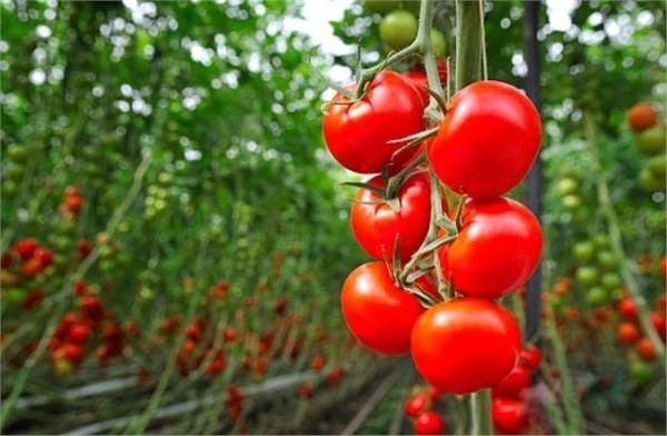 Safety and quality indicators of tomatoes must comply with int’l standards - Azerbaijani Food Safety Agency [PHOTO]