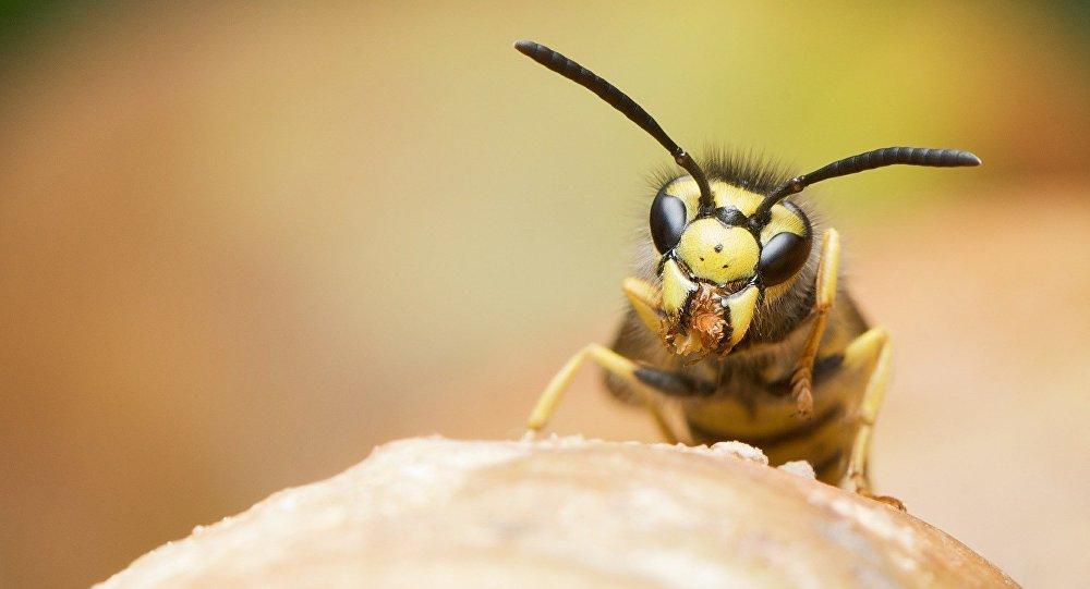 New wasp species discovered in Azerbaijan's Nakhchivan