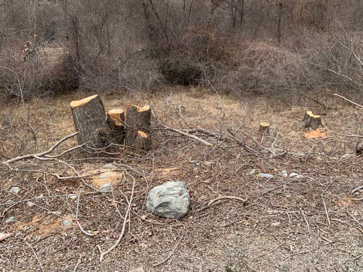 Azerbaijani ministry discusses damage to Kalbajar's flora caused by Armenia [PHOTO/VIDEO]