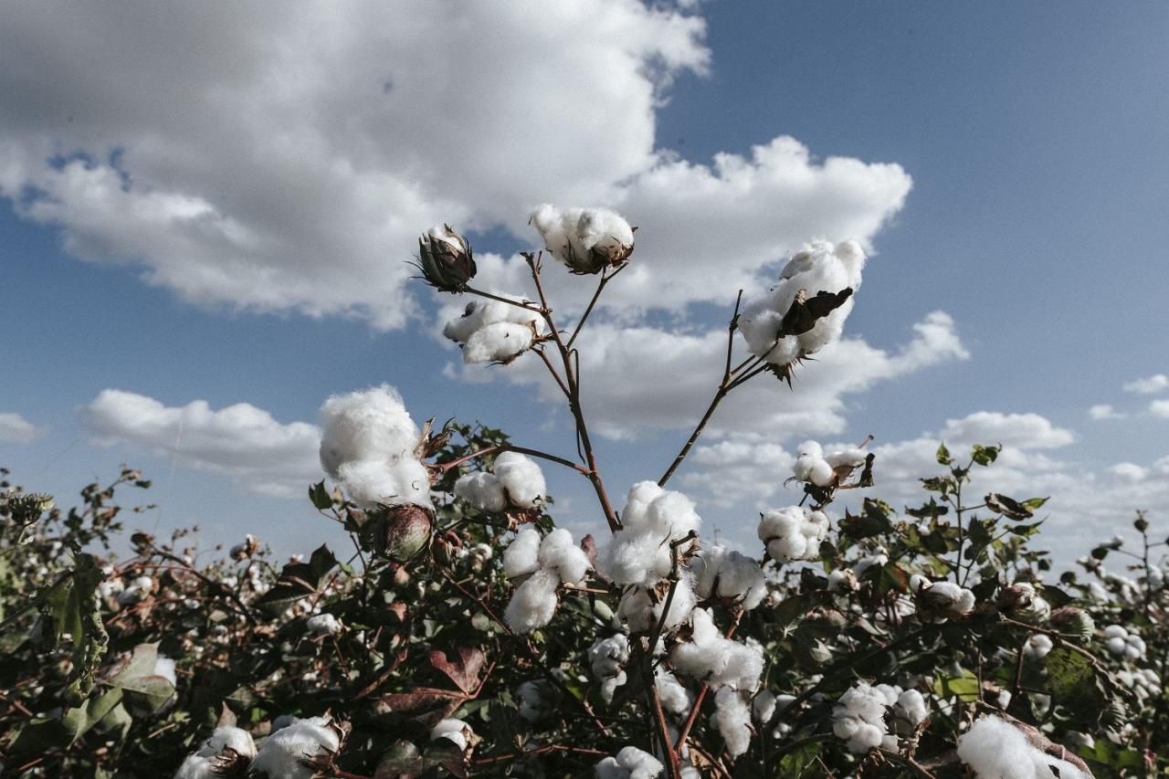 Azerbaijani Ministry of Agriculture holds meeting on results of cotton growing dev't [PHOTO]
