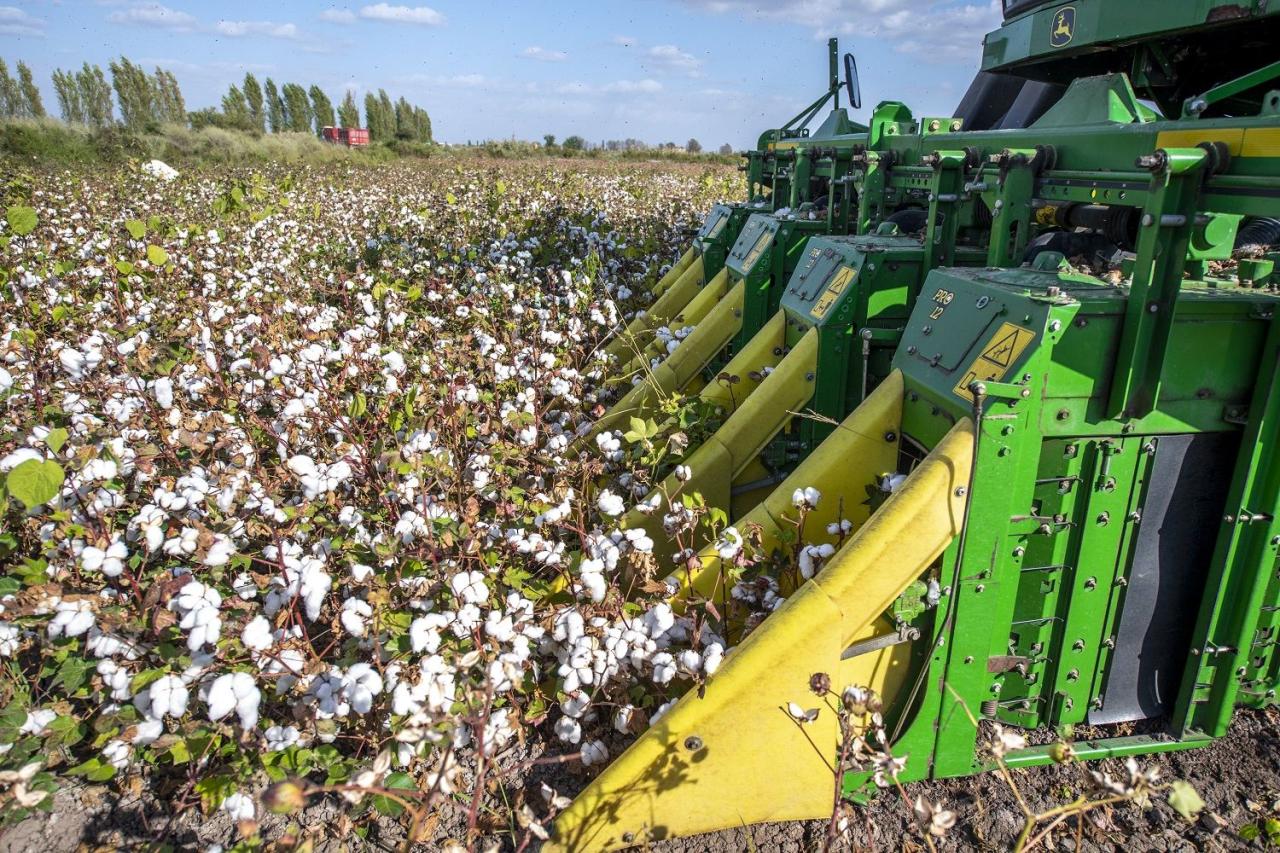 Azerbaijani Ministry of Agriculture holds meeting on results of cotton growing dev't [PHOTO] - Gallery Image