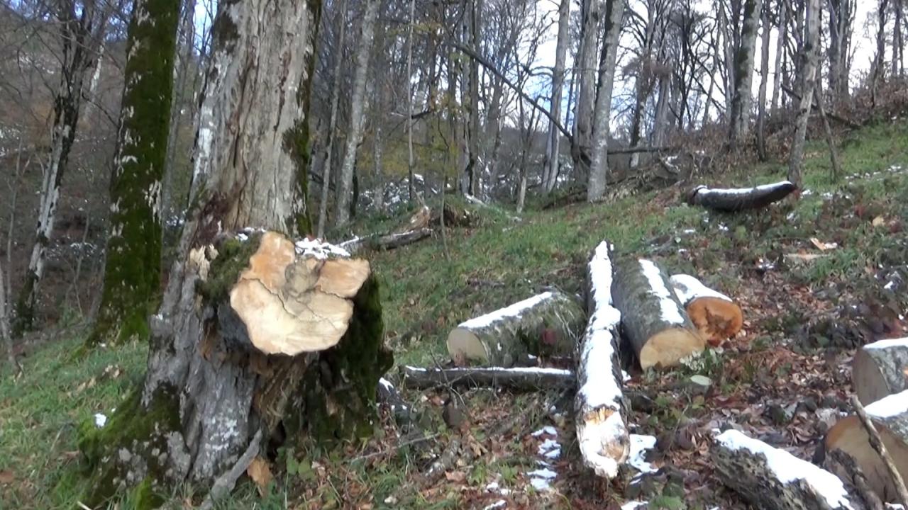 Azerbaijan discloses area of forests destroyed through Armenian occupation period