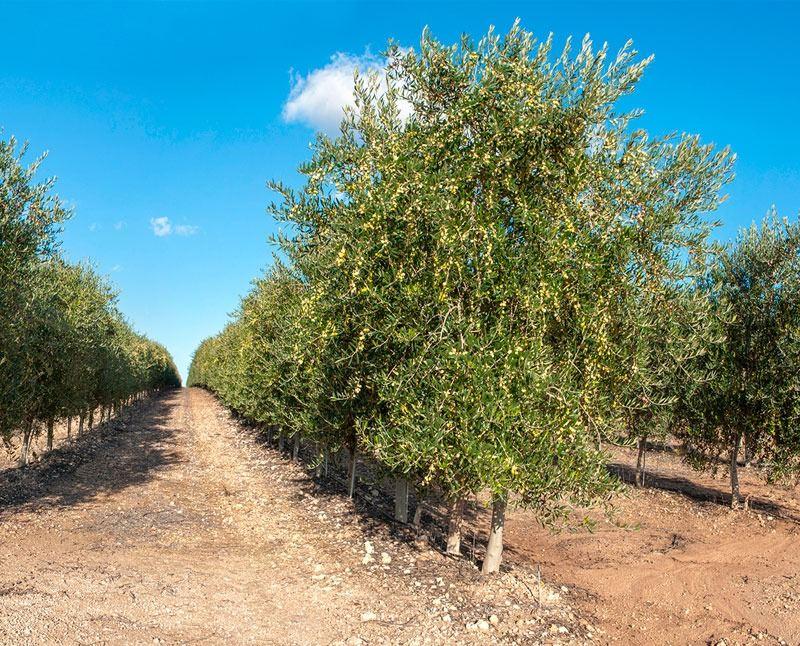 Insects cause serious damage to olive plantations in Azerbaijan