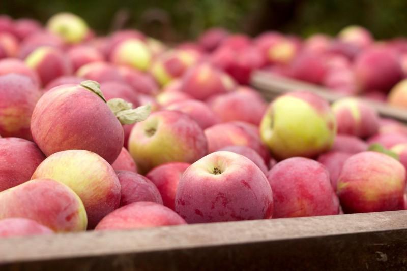 Azerbaijan to export 88,232 tons of apples to Russia in 2021