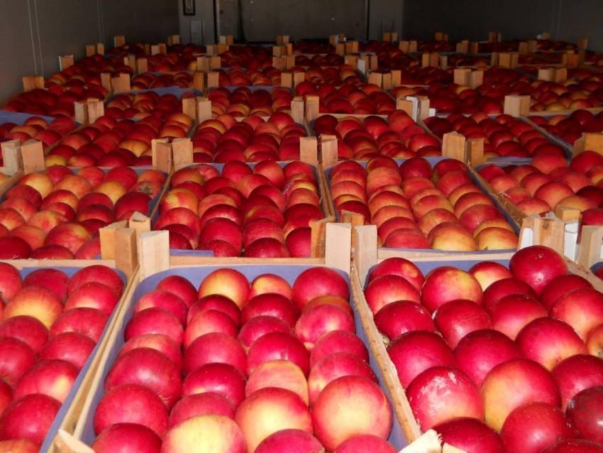 Azerbaijani Food Safety Agency shares projections for apple exports to Russia