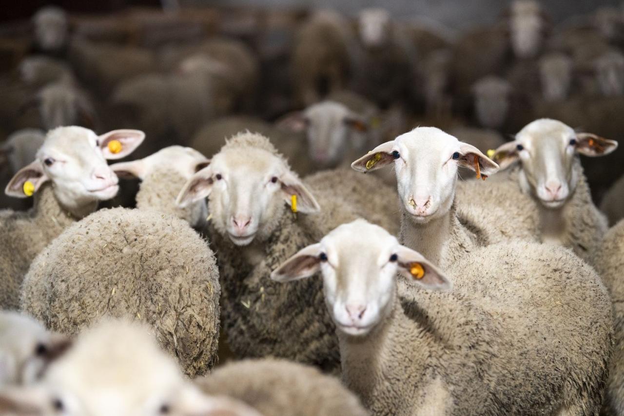 Azerbaijan imports several purebred sheep species from Europe [PHOTO]