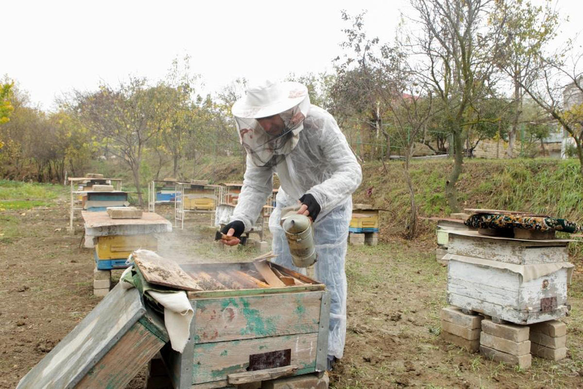 Beekeeping to rapidly develop in liberated Azerbaijani lands - Association