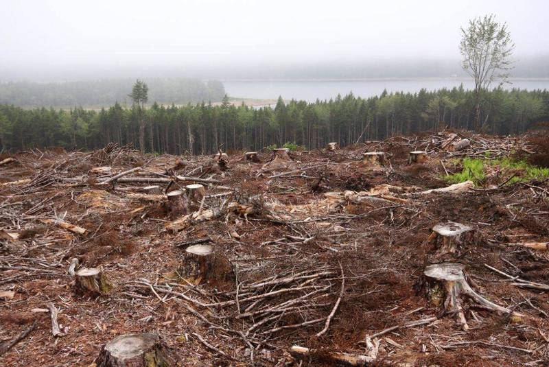 Armenia destroyed significant forest area of Nagorno-Karabakh region - Azerbaijani Ecology Ministry