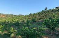 Azerbaijan shares details on rented agro-gardens