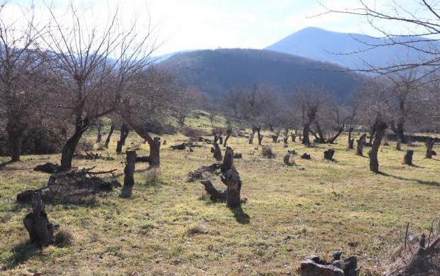 Azerbaijan preparing special program to restore forests in liberated lands