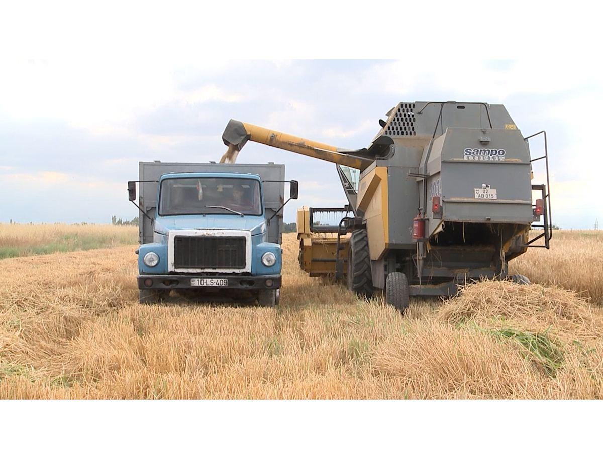 Grain harvesting begins in Azerbaijan's liberated Karabakh - Trend TV [VIDEO]