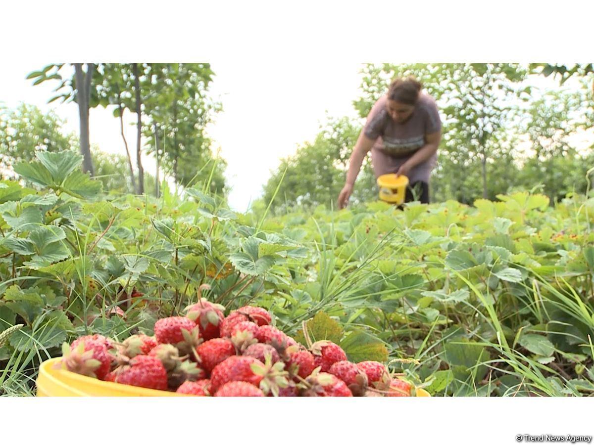 Farmers in Azerbaijan’s Tartar district plan to expand their strawberry plantations