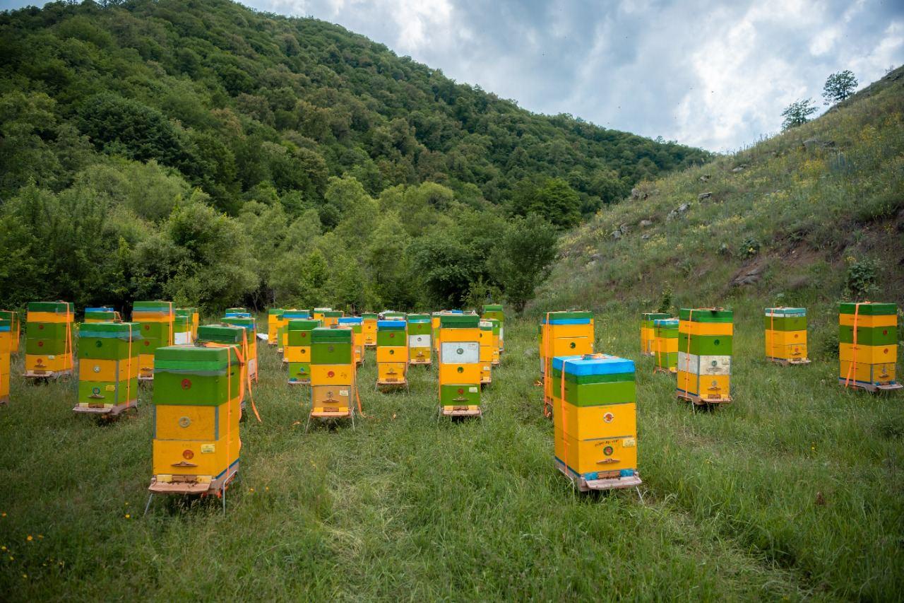 Livestock, beekeeping farms moving to pastures of Azerbaijan's liberated Kalbajar [PHOTO]