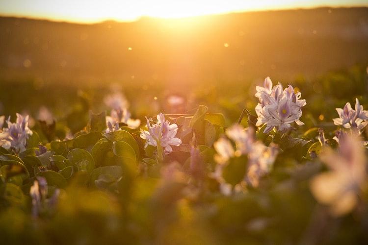 Astronomical summer starts today