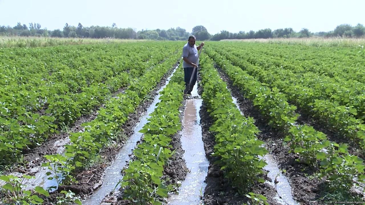 Sowing continues in villages of Azerbaijan's Aghdam near liberated lands