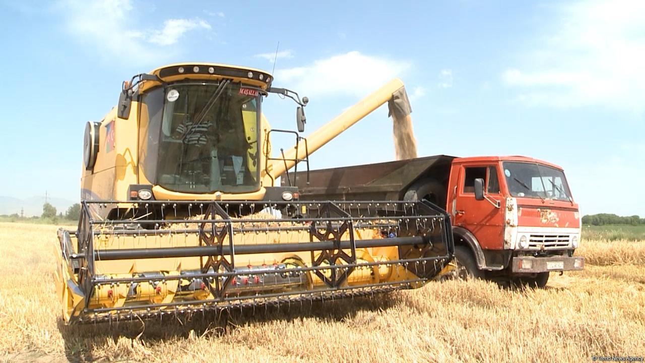 Wheat harvesting continues in villages of Azerbaijan's Tartar near liberated lands [PHOTO]
