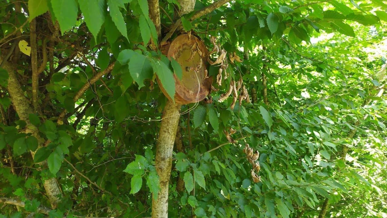 Armenia planted mines even on trees - Azerbaijani Mine Action Agency [PHOTO]