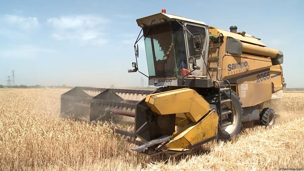 Grain harvesting continues in Azerbaijan’s Barda district (PHOTO)